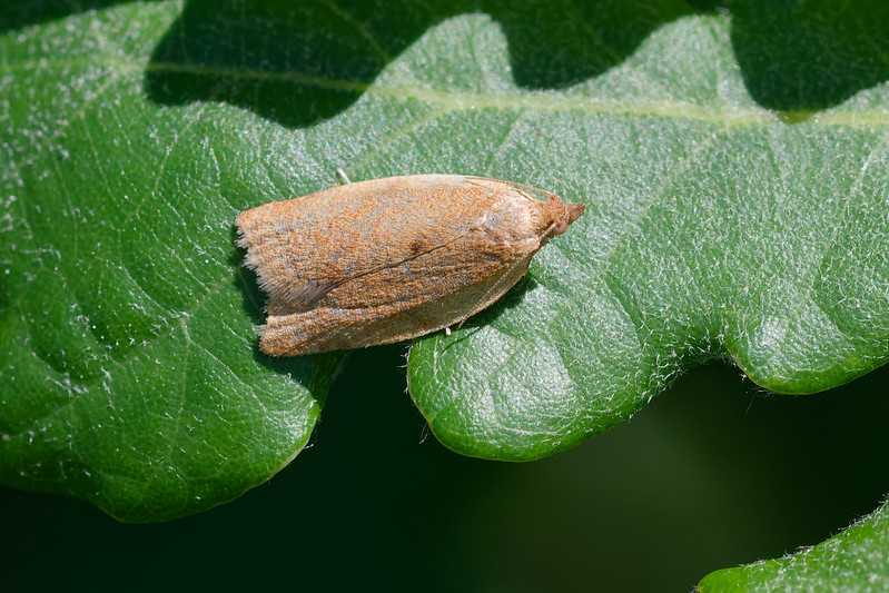 25 Clepsis consimilana.jpg